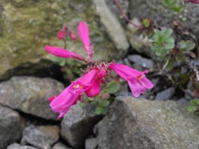 Penstemon roezlii